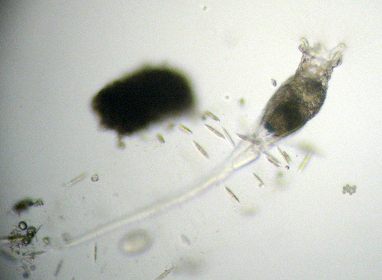 Collotheca sp